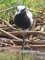 Blacksmith Plover Blacksmith Plover